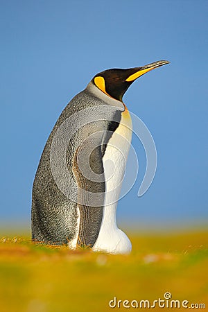 Beautiful animal in the grass. King penguin, Aptenodytes patagonicus sitting in grass with tilted head, Falkland Islands. Bird wit Stock Photo