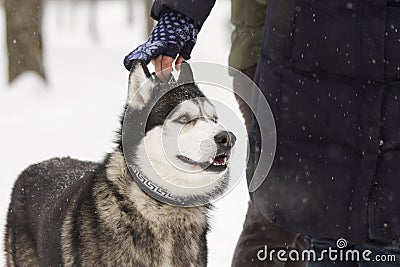 Beautiful animal husky dog in snowy winter heterochromia in the Park with the hostess Stock Photo