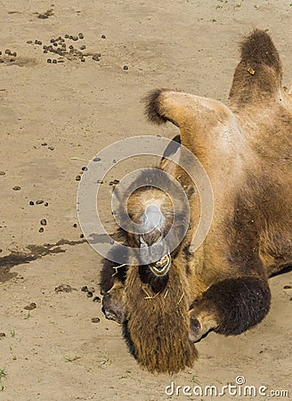 Beautiful animal portrait a camel chewing in close up Stock Photo
