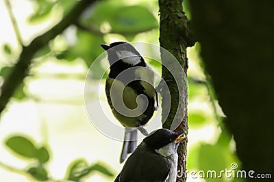 A beautiful animal portrait of a pair of Great Tit birds perched on a tree Stock Photo