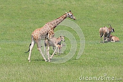 Beautiful animals different natural watchdogs attentive slopes Stock Photo