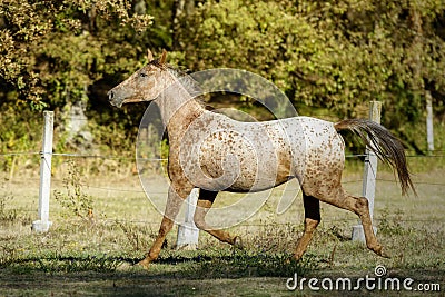 Appaloosa horse trotting in the meadow under the sun Stock Photo