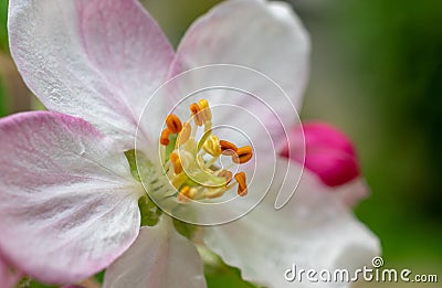 Beautiful apple flower closup blooming detail. Spring season Stock Photo