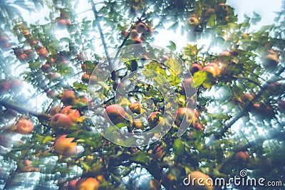 Beautiful apple tree Stock Photo