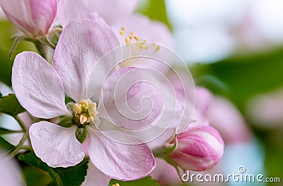 Beautiful Apple Tree Flower Blossom Stock Photo