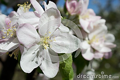 Beautiful apple white blossom flowers close up, floral postcard, spring sunny day image, european garden in the morning Stock Photo