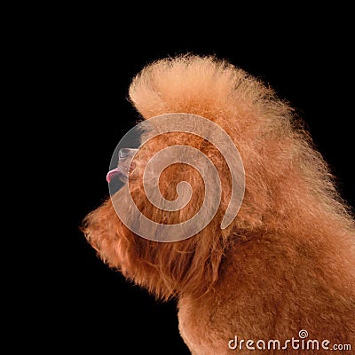 Red poodle licking Stock Photo