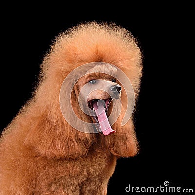 Red poodle yawning Stock Photo