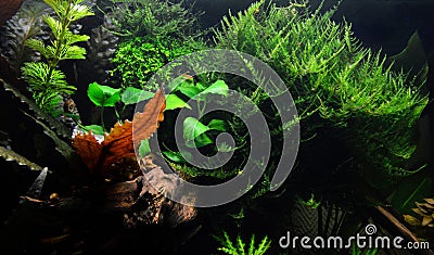 Beautiful aquatic decor Stock Photo