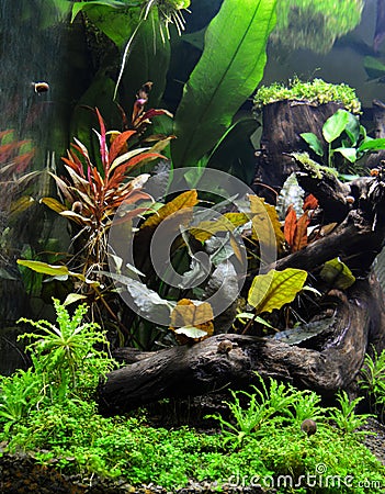 Beautiful aquatic decor Stock Photo