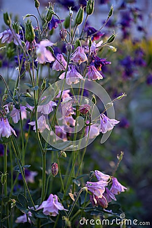 Beautiful aquilegia bushes in the evening sun. Blue flowers of aquilegia Stock Photo