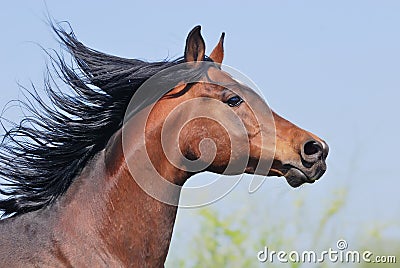 Beautiful arabian horse in motion Stock Photo