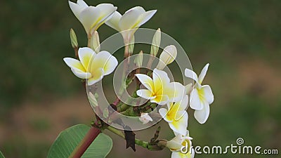 Beautiful Araliya flower in a tree Stock Photo