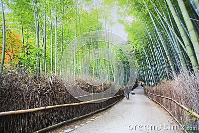 Beautiful Arashiyama Bamboo forest in Kyoto, Japan Editorial Stock Photo