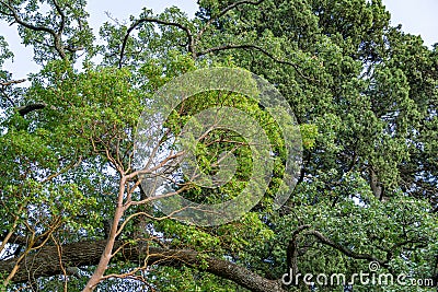 Beautiful Arbutus andrachne tree or Greek strawberry tree with red trunk and evergreen leaves on Pubescent oak Quercus pubescens Stock Photo
