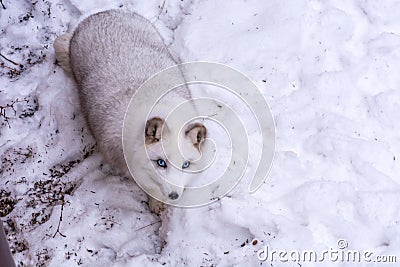 Beautiful Arctic Fox with the most beautiful blue eyes of the world Stock Photo