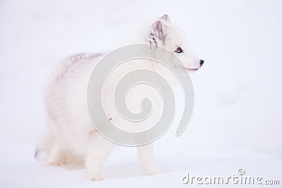 Beautiful arctic fox portrait Stock Photo