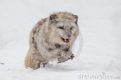 Beautiful arctic fox, Stock Photo