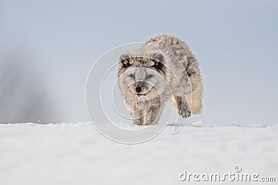 Beautiful arctic fox, Stock Photo