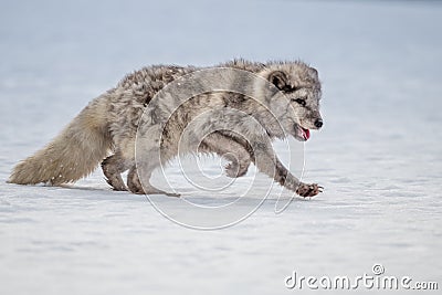 Beautiful arctic fox, Stock Photo