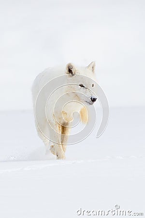 Beautiful arctic wolf portrait Stock Photo