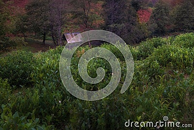 Beautiful area of tea plantations with a gazebo In the foreground are tea fall. Tea plantation in autumn. in Sochi Stock Photo