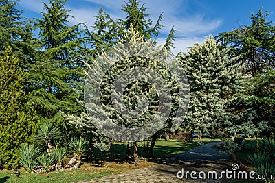 Beautiful Arizona cypress Cupressus arizonica `Blue Ice` in park of center resort city Sochi Stock Photo