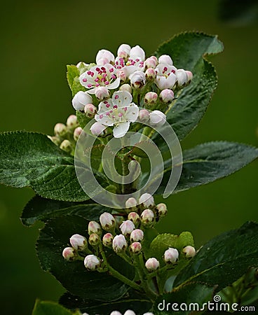 Beautiful Aronia flowers Stock Photo