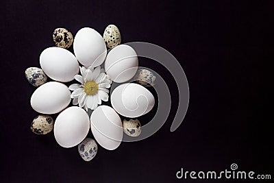 Beautiful arrangement of eggs on black Stock Photo