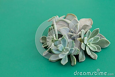 Beautiful arrangement of rare succulent flowers, stone rose, echeveria, pachyveria on green background, soft colors Stock Photo