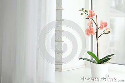 Artificial plant in flower pot on window sill. Space for text Stock Photo
