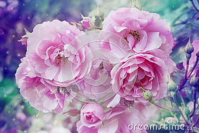 Beautiful artistic background with romantic pink roses Stock Photo