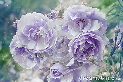 Beautiful artistic background with violet roses Stock Photo