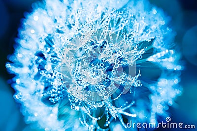 Beautiful artistic fantastic nature. Drops of water on a dandelion flower. Amazing bright blue toned image Stock Photo