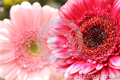 Beautiful, artistic gerbera flower Stock Photo