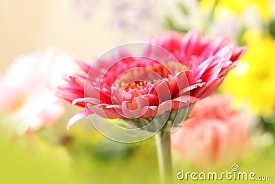 Beautiful, artistic gerbera flower Stock Photo