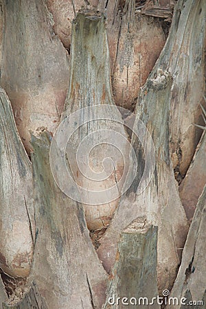 Artistic texture of the tree bark. Stock Photo