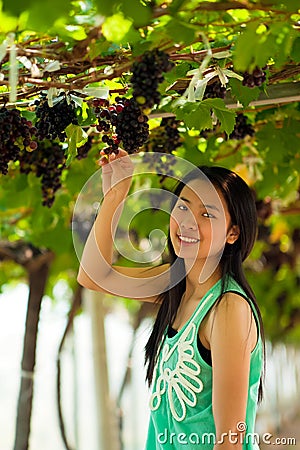 Beautiful Asia Woman picking grapes. Stock Photo