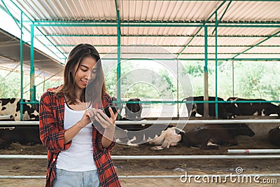 Beautiful asian woman or farmer using mobile phone or smartphone app with and cows in cowshed on dairy farm-Farming, and animal Stock Photo