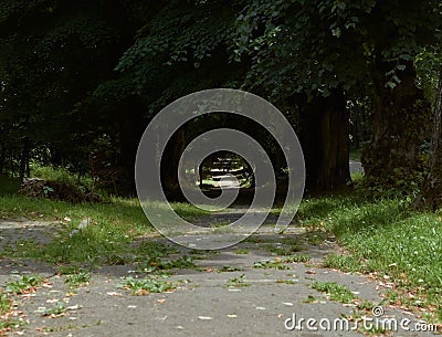 Beautiful asphalt path in the park among the trees. An alley among green trees. Path among green trees. Stock Photo