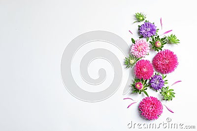 Beautiful aster flowers on white background top view. Space for text Stock Photo