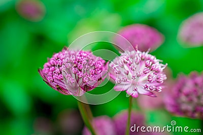 Beautiful astrantia flower with a green background in a flower garden in springtime Stock Photo