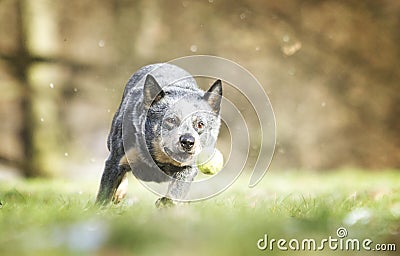 beautiful australian cattle dog puppy running in spring background Stock Photo