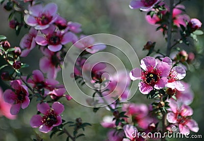 Beautiful Australian native pink tea tree flowers, Leptospermum scoparium Stock Photo