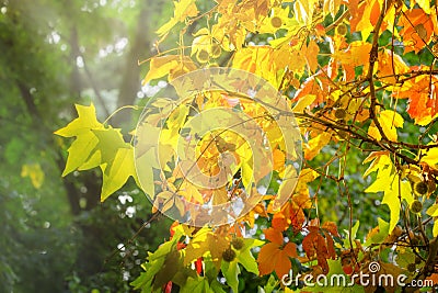 Beautiful autmn leaves Stock Photo