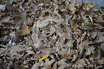 Beautiful Autum leaves Stock Photo