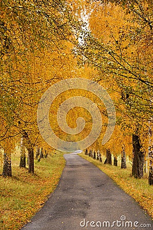 Beautiful autumn alley and road Stock Photo