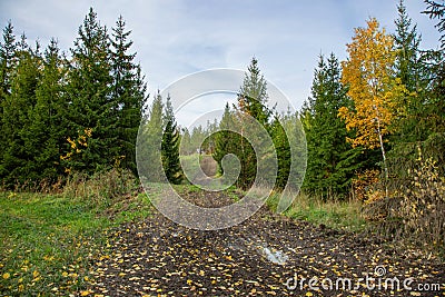 Beautiful autumn country landscape view. Gorgeous nature backgrounds. Green yellow trees and off-road Stock Photo