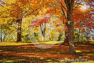 Beautiful autumn foliage trees at a park in New England Stock Photo