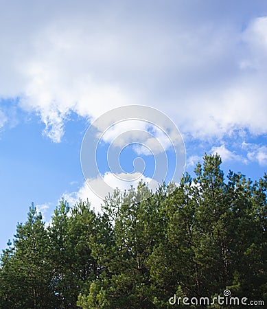 A beautiful autumn forest against a blue, cloudy sky. Green pines in a forest clearing Stock Photo